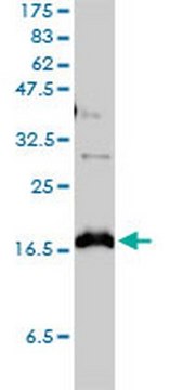 Anti-CLDN1 Mouse mAb (1C5-D9) liquid, clone 1C5-D9, Calbiochem&#174;