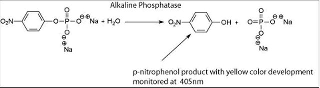 碱性磷酸酶 来源于大肠杆菌 lyophilized powder, 30-60&#160;units/mg protein (in glycine buffer)