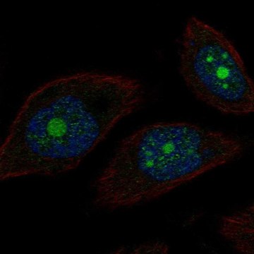 Anti-POP1 antibody produced in rabbit Prestige Antibodies&#174; Powered by Atlas Antibodies, affinity isolated antibody