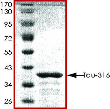 TAU-316 Protein recombinant