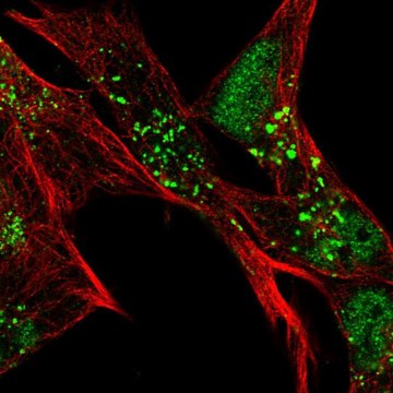 Anti-SLC16A6 antibody produced in rabbit Prestige Antibodies&#174; Powered by Atlas Antibodies, affinity isolated antibody