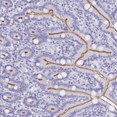 Anti-CFAP69 antibody produced in rabbit Prestige Antibodies® Powered by Atlas Antibodies, affinity isolated antibody, buffered aqueous glycerol solution