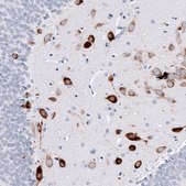 Monoclonal Anti-ELAVL2 antibody produced in mouse Prestige Antibodies® Powered by Atlas Antibodies, clone CL15323, purified antibody (Protein A)