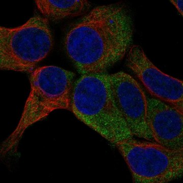 Anti-Rps23 Antibody Produced In Rabbit Prestige Antibodies&#174; Powered by Atlas Antibodies, affinity isolated antibody, buffered aqueous glycerol solution