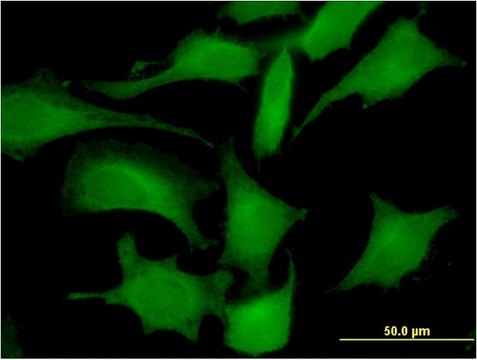 Monoclonal Anti-LDHC antibody produced in mouse clone 2C8, purified immunoglobulin, buffered aqueous solution