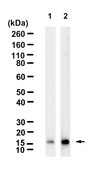 Anti-Ac-Histone H3(Lys27) Antibody, clone 1H7 ZooMAb® Rabbit Monoclonal recombinant, expressed in HEK 293 cells