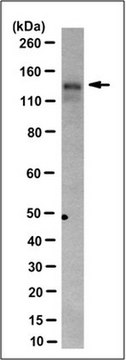 Anti-c-Ret Antibody, clone 6F3.1 clone 6F3.1, from mouse