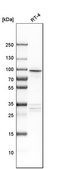 Anti-AP1G2 antibody produced in rabbit Prestige Antibodies® Powered by Atlas Antibodies, affinity isolated antibody, buffered aqueous glycerol solution