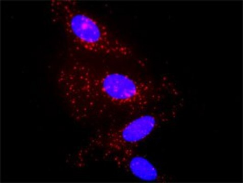 Monoclonal Anti-A2M antibody produced in mouse clone 2B5, purified immunoglobulin, buffered aqueous solution