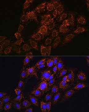 Anti-CHCHD2 antibody produced in rabbit