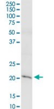 Anti-CLDN15 antibody produced in rabbit purified immunoglobulin, buffered aqueous solution