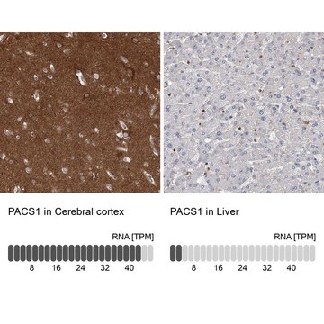 Anti-PACS1 antibody produced in rabbit Prestige Antibodies&#174; Powered by Atlas Antibodies, affinity isolated antibody, buffered aqueous glycerol solution