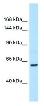 Anti-TRIO (C-terminal) antibody produced in rabbit affinity isolated antibody