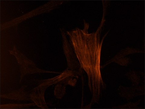 Monoclonal Anti-Actin–Cy3 antibody produced in mouse clone AC-40, purified immunoglobulin, buffered aqueous solution