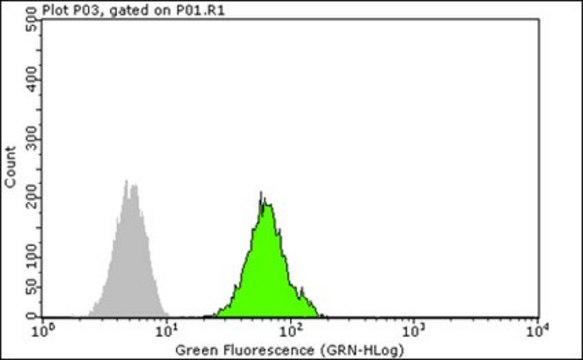 Anti-FXR1 Antibody, clone 6BG10 clone 6BG10, from mouse