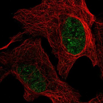 Anti-GMPR2 antibody produced in rabbit Prestige Antibodies&#174; Powered by Atlas Antibodies, affinity isolated antibody