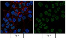 Anti-acetyl-Histone H4 Antibody, Alexa Fluor™ 488 Conjugate from rabbit, ALEXA FLUOR™ 488