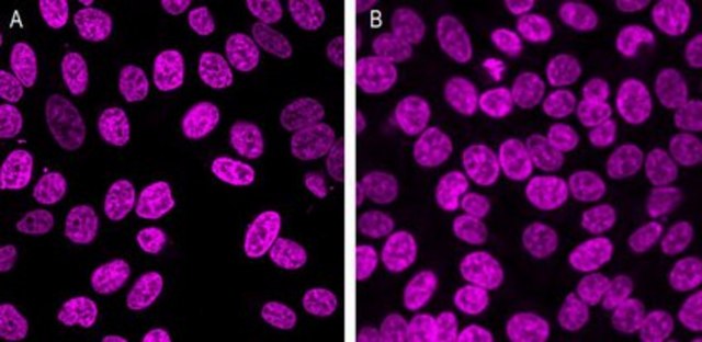 BioTracker 650 Red Nuclear Dye Live cell imaging red nuclear staining dye with greater photostability than traditional blue fluorescent nuclear stains such as DAPI and Hoechst 33342.