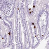 Anti-SCT antibody produced in rabbit Prestige Antibodies® Powered by Atlas Antibodies, affinity isolated antibody, buffered aqueous glycerol solution