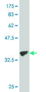 Monoclonal Anti-COL5A3 antibody produced in mouse clone 4B8, purified immunoglobulin, buffered aqueous solution