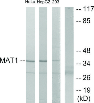 Anti-MAT1 antibody produced in rabbit affinity isolated antibody