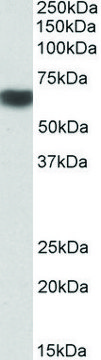 Anti-PRKAA2 antibody produced in goat affinity isolated antibody, buffered aqueous solution