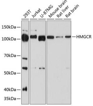 Anti-HMGCR Antibody, clone 6Y9L8, Rabbit Monoclonal