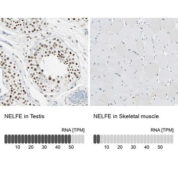 Anti-NELFE antibody produced in rabbit Prestige Antibodies&#174; Powered by Atlas Antibodies, affinity isolated antibody, buffered aqueous glycerol solution