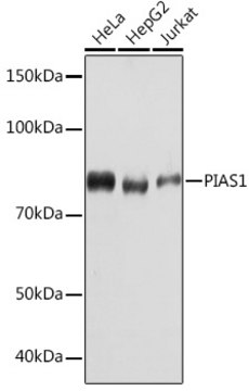 Anti-PIAS1 Antibody, clone 3J2O8, Rabbit Monoclonal