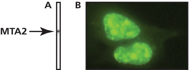 Monoclonal Anti-MTA2 antibody produced in mouse clone MTA2-276, purified immunoglobulin, buffered aqueous solution