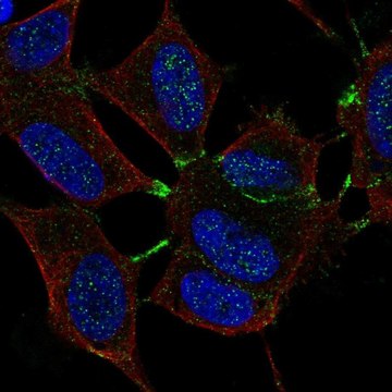 Anti-MTHFR antibody produced in rabbit Prestige Antibodies&#174; Powered by Atlas Antibodies, affinity isolated antibody