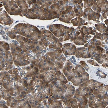 Anti-TMED7 antibody produced in rabbit Prestige Antibodies&#174; Powered by Atlas Antibodies, affinity isolated antibody, buffered aqueous glycerol solution