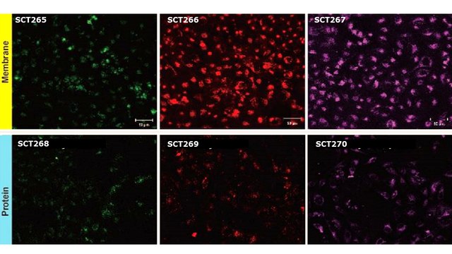 BioTracker&#8482; Red Exosome Protein Labeling Kit