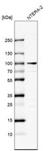 Anti-ZNF263 antibody produced in rabbit Prestige Antibodies® Powered by Atlas Antibodies, affinity isolated antibody, buffered aqueous glycerol solution