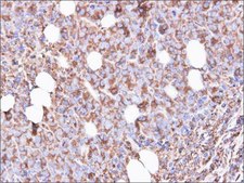 Anti-RPS3 antibody produced in rabbit affinity isolated antibody, buffered aqueous solution