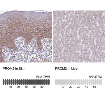 Anti-PROM2 antibody produced in rabbit Prestige Antibodies&#174; Powered by Atlas Antibodies, affinity isolated antibody, buffered aqueous glycerol solution