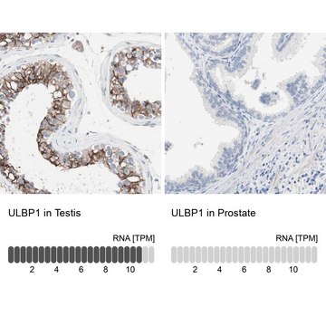 Anti-ULBP1 antibody produced in rabbit Prestige Antibodies&#174; Powered by Atlas Antibodies, affinity isolated antibody, buffered aqueous glycerol solution