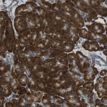 Anti-C1orf27 antibody produced in rabbit Prestige Antibodies&#174; Powered by Atlas Antibodies, affinity isolated antibody, buffered aqueous glycerol solution