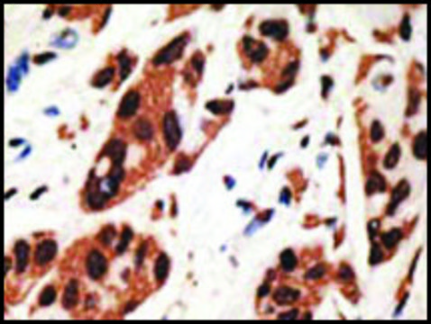 Anti-GJA4 (C-term) antibody produced in rabbit IgG fraction of antiserum, buffered aqueous solution