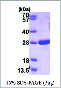 GSTP1 human recombinant, expressed in E. coli, &#8805;90% (SDS-PAGE)