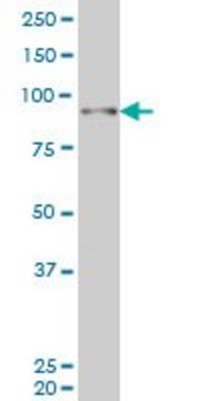 Monoclonal Anti-SIX4 antibody produced in mouse clone 7F1, purified immunoglobulin, buffered aqueous solution