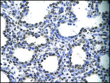 Anti-MyEF2 antibody produced in rabbit affinity isolated antibody