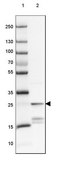 Anti-PPP1R1A antibody produced in rabbit Prestige Antibodies® Powered by Atlas Antibodies, affinity isolated antibody, buffered aqueous glycerol solution