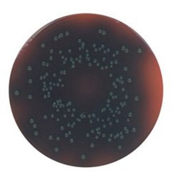 PALCAM Listeria Selective Agar NutriSelect&#174; Plus, suitable for microbiology