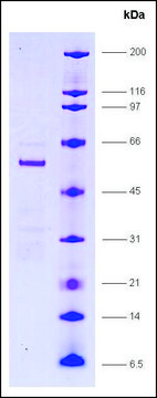 PPAR &#948;, ligand binding domain (165-441), GST tagged human recombinant, expressed in E. coli, &#8805;80% (SDS-PAGE)