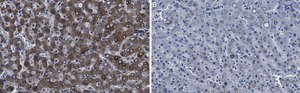 Anti-Factor IX Antibody, clone 1C9 ZooMAb® Rabbit Monoclonal recombinant, expressed in HEK 293 cells