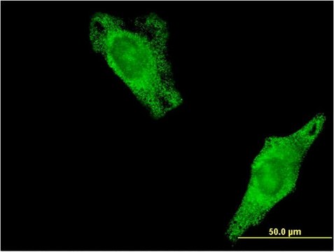 Monoclonal Anti-RALA antibody produced in mouse clone 3E6, purified immunoglobulin, buffered aqueous solution