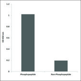 Anti-phospho-Tyrosine Hydroxylase (pSer31) antibody produced in rabbit affinity isolated antibody