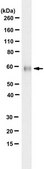 Anti-Heparanase-1 from rabbit, purified by affinity chromatography