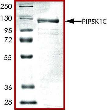 PIP5K1C, active, GST tagged human PRECISIO&#174;, recombinant, expressed in baculovirus infected Sf9 cells, &#8805;70% (SDS-PAGE), buffered aqueous glycerol solution